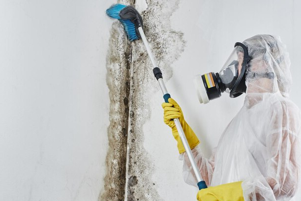 Mold Abatement Removal in NYC
